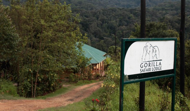 Staying at Gorilla safari Lodge