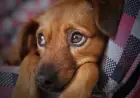 A Comprehensive Guide to Dog Adoption and Care in Uganda: Paws and Peace