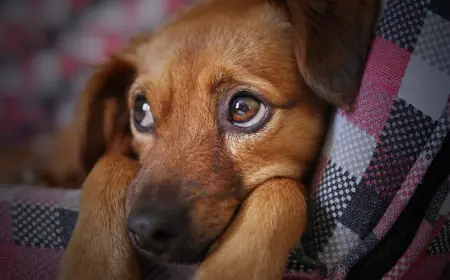 A Comprehensive Guide to Dog Adoption and Care in Uganda: Paws and Peace