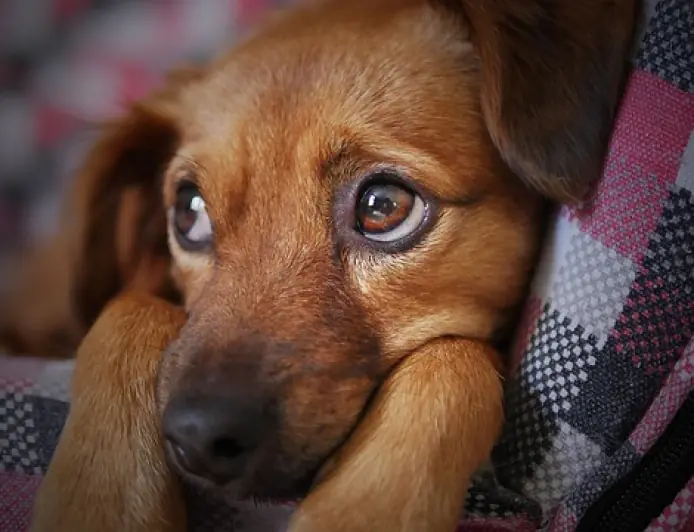 Una guida completa all'adozione e alle cure dei cani in Uganda: Paws and Peace