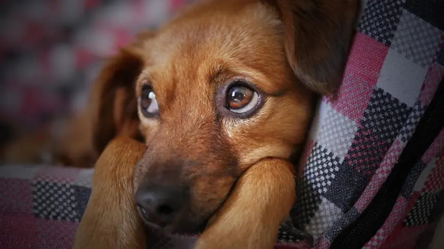 Una guida completa all'adozione e alle cure dei cani in Uganda: Paws and Peace
