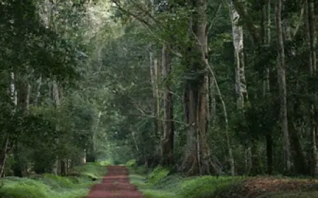 Budongo Central Forest Reserve