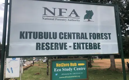 Kitubulu Central Forest Reserve
