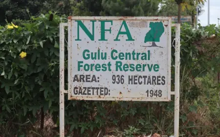 Gulu Central Forest Reserve