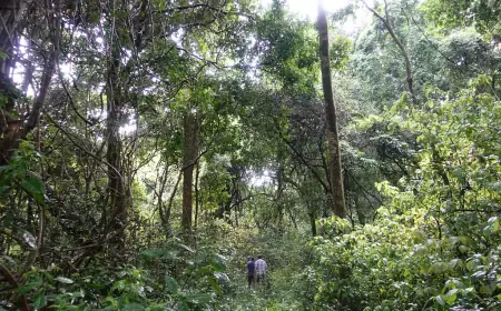 The Enchanting Zoka Forest