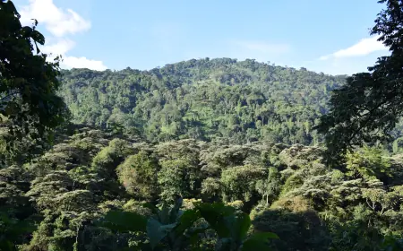 North Rwenzori Central Forest Reserve