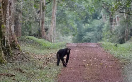 Kashoya-Kitomi Central Forest Reserve