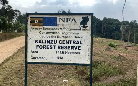 The Enchanting Kalinzu Central Forest Reserve