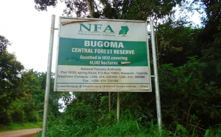 Bugoma Central Forest Reserve: A Biodiversity Hotspot Under Threat