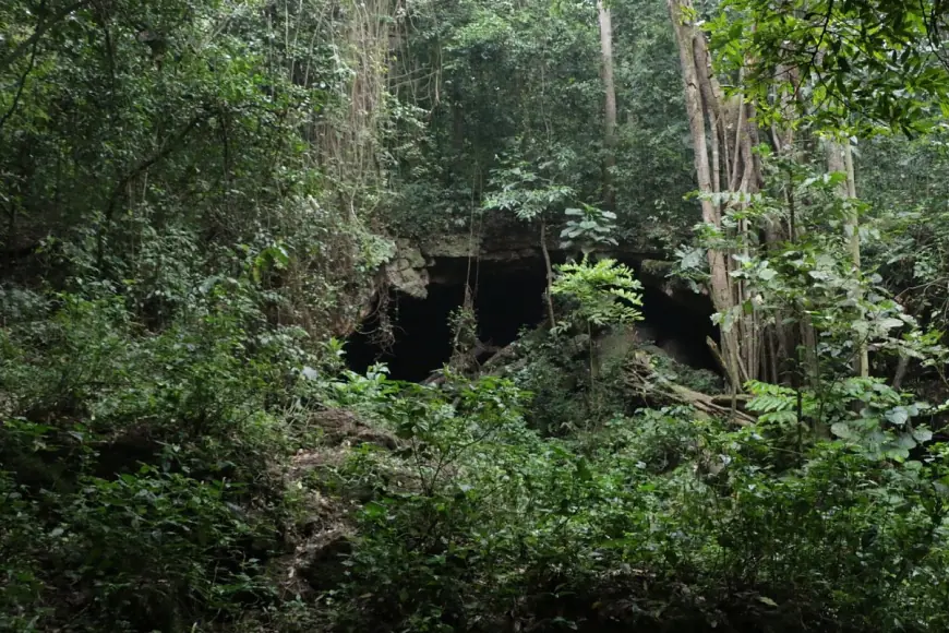 Maramagambo Central Forest Reserve - Here in Uganda
