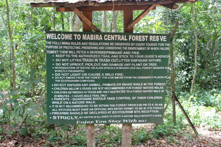 Mabira Central Forest Reserve - Here in Uganda