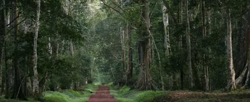 Budongo Central Forest Reserve