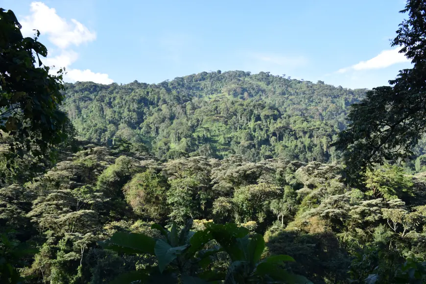 North Rwenzori Central Forest Reserve