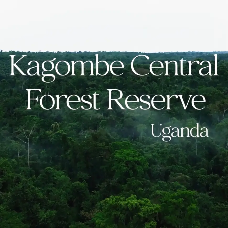 Kagombe Central Forest Reserve