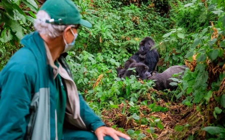 Uganda Gorilla Trekking: Complete Booking Guide for First-Timers